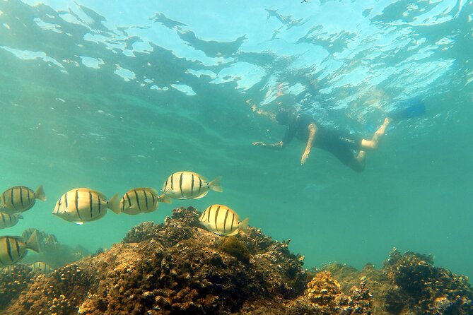 Small-Group Snorkel Adventure in San Jose del Cabo - The right tour for a relaxed morning, not a guaranteed aquarium