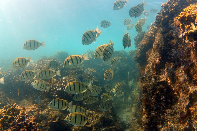 Small-Group Snorkel Adventure in San Jose del Cabo - Gear, snacks, and photos add value at $99