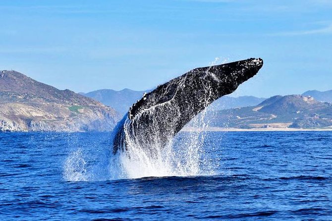 SMALL GROUP Whale Watch | Cabo San Lucas | Biologist | FREE Pics - Setting out from Cabo’s marina