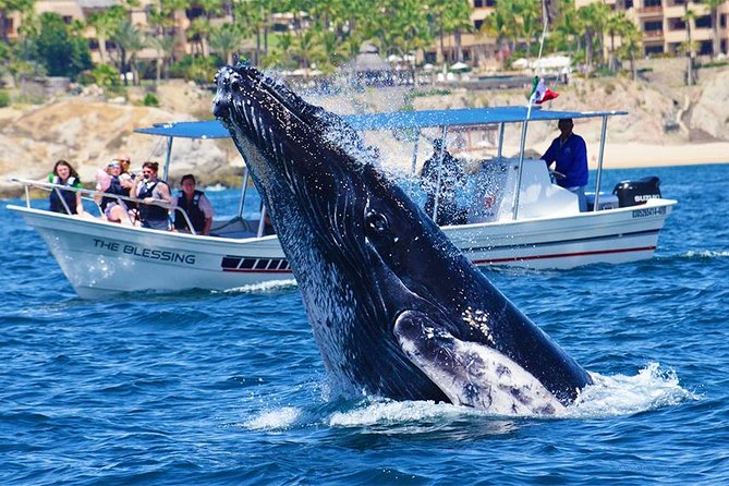 SMALL GROUP Whale Watch | Cabo San Lucas | Biologist | FREE Pics - Searching the Pacific and Sea of Cortez