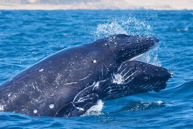 SMALL GROUP Whale Watch | Cabo San Lucas | Biologist | FREE Pics - Listening to whales with a hydrophone