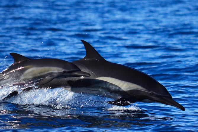 SMALL GROUP Whale Watch | Cabo San Lucas | Biologist | FREE Pics - Free photos and the real value of $109