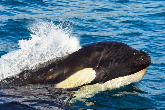 SMALL GROUP Whale Watch | Cabo San Lucas | Biologist | FREE Pics - What the ride feels like on a rough day
