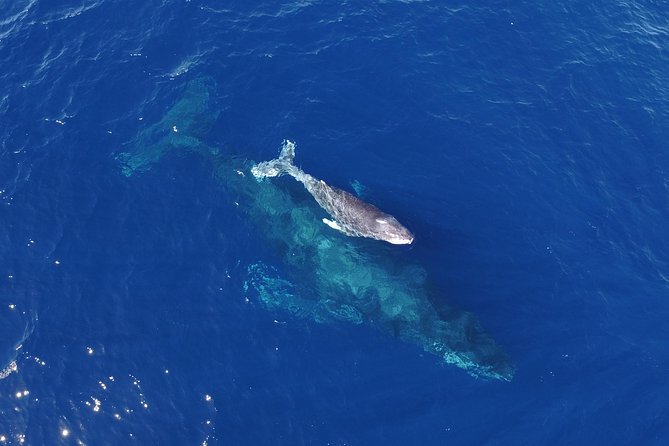 SMALL GROUP Whale Watch | Cabo San Lucas | Biologist | FREE Pics - The Arch, Lovers Beach, and Pelican Rock