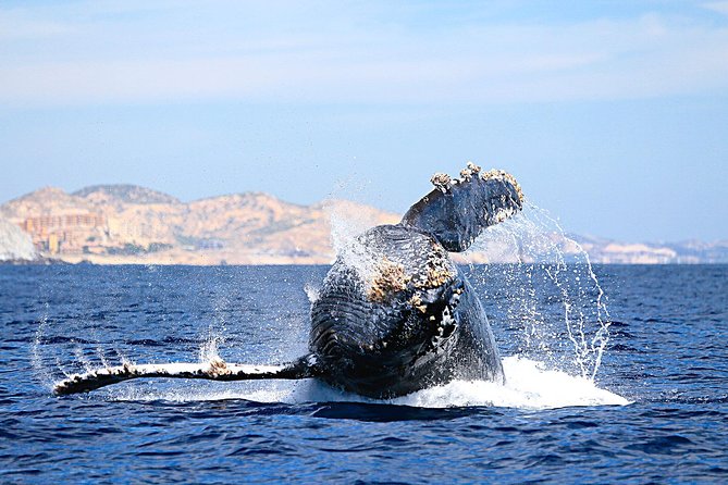 Small-Group Whale Watching Zodiac Boat Cruise in Cabo San Lucas - Leaving Cabo Marina and Heading for Open Water