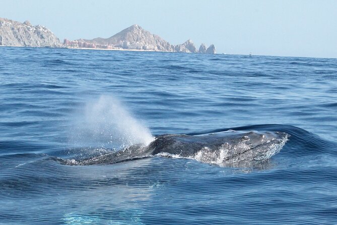Small-Group Whale Watching Zodiac Boat Cruise in Cabo San Lucas - How Close Are the Whales?