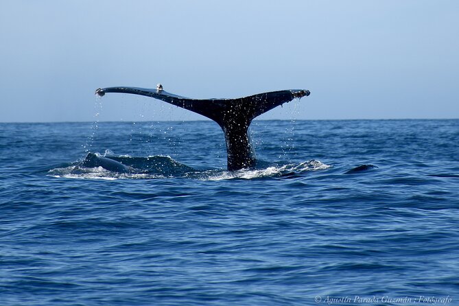 Small-Group Whale Watching Zodiac Boat Cruise in Cabo San Lucas - Price and Overall Value at $85