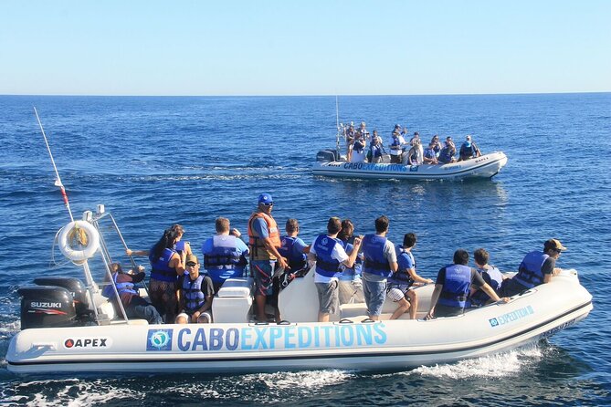 Small-Group Whale Watching Zodiac Boat Cruise in Cabo San Lucas - Who Should Choose This Boat?
