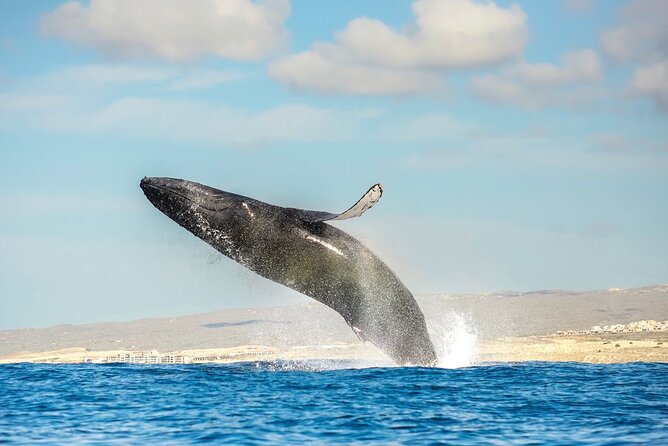 Small-Group Whale Watching Zodiac Boat Cruise in Cabo San Lucas - El Arco in Ten Minutes