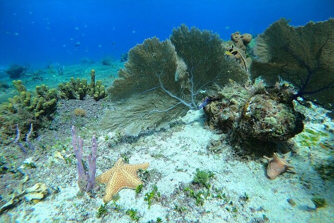 Snorkel along the coast, explore two reefs by Chivis del Mar - Paradise Reef comes first