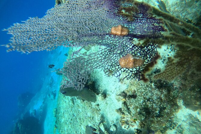 Snorkel along the coast, explore two reefs by Chivis del Mar - Why the small boat changes the experience
