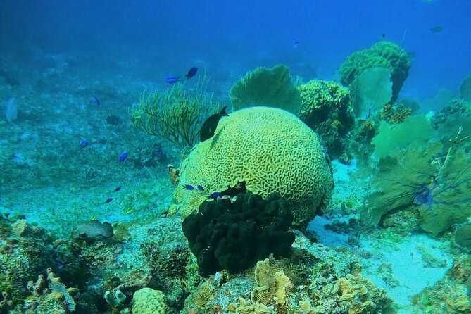 Snorkel along the coast, explore two reefs by Chivis del Mar - Getting to Marina Caleta without losing your morning