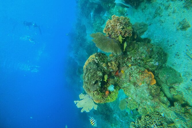Snorkel along the coast, explore two reefs by Chivis del Mar - Is it suitable for beginners and families?