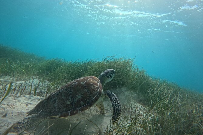 Snorkel at the Reef 2 HOURS Puerto Morelos National park - Meeting at Lighthouse Tours in Puerto Morelos