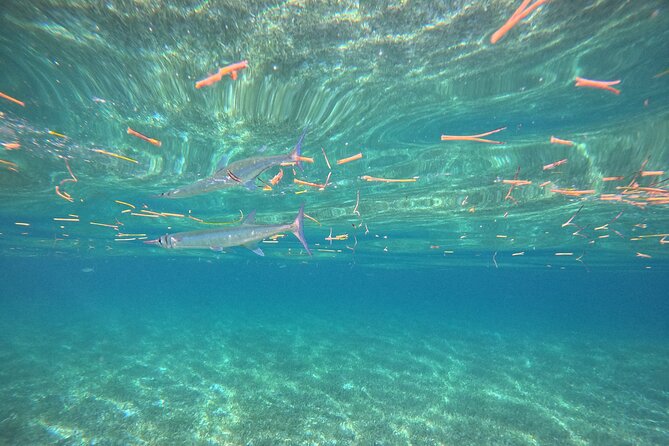 Snorkel at the Reef 2 HOURS Puerto Morelos National park - The Wildlife Is Stronger Than the Coral