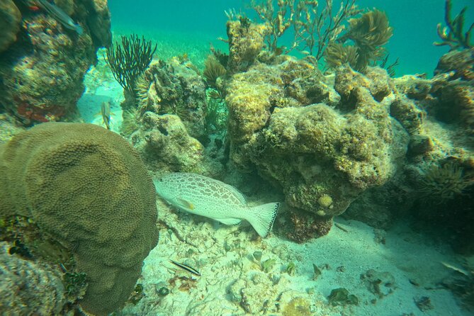 Snorkel at the Reef 2 HOURS Puerto Morelos National park - How This Compares With a Larger Boat Tour
