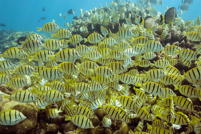 Snorkel & Explore Pelican Rock by Glass Boat + Photos - Pelican Rock, the real reason to book