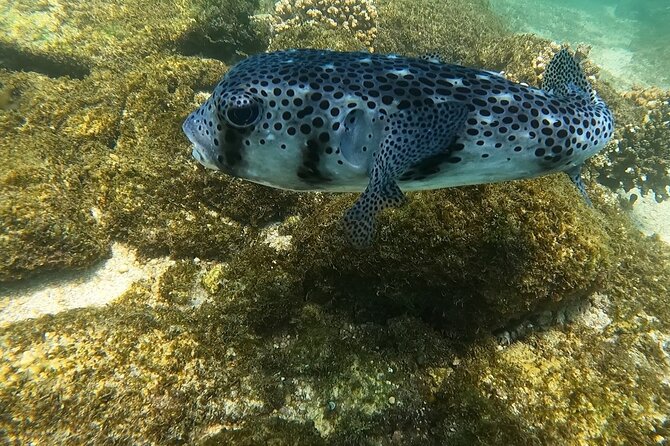 Snorkel Privately in Cabo San Lucas - Roger guides you in the water