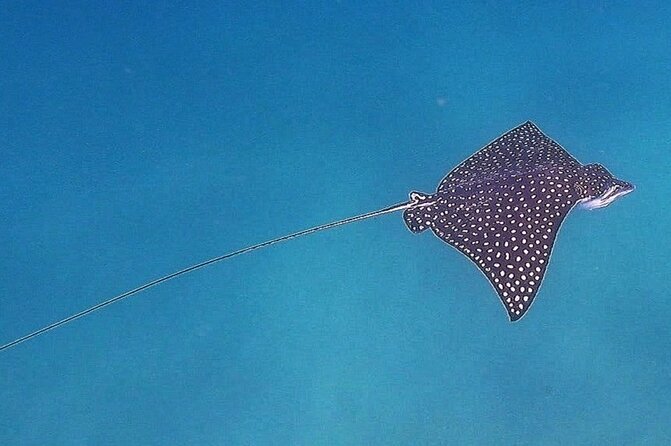 Snorkel Privately in Cabo San Lucas - Marine life ranges from small fish to whales