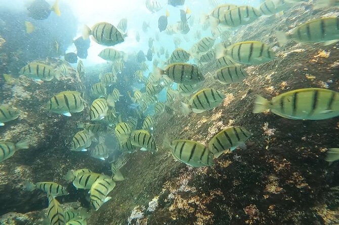 Snorkel Privately in Cabo San Lucas - Free photos and video can be a real bonus