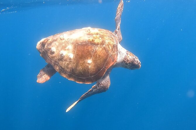 Snorkel Privately in Cabo San Lucas - Finding the meeting point at Playa El Médano