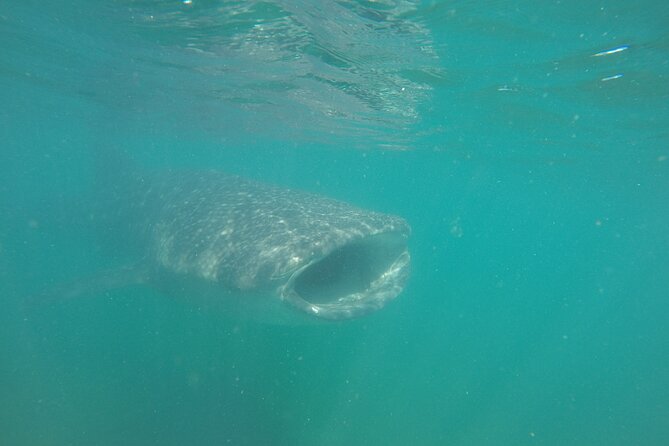 Snorkel Tour with Whale Shark in La Paz - Meeting at Muelle Fiscal at 9:30 am