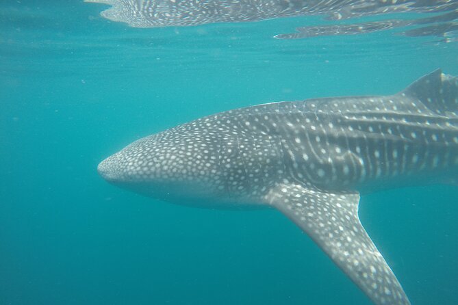 Snorkel Tour with Whale Shark in La Paz - How the three swim rotations work