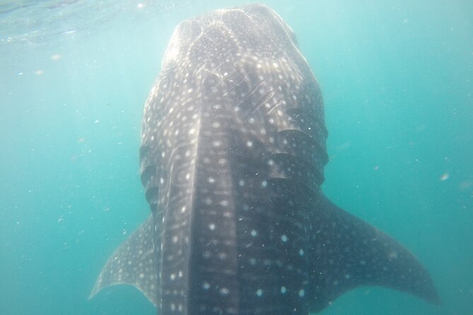 Snorkel Tour with Whale Shark in La Paz - Guides who add value beyond the swim