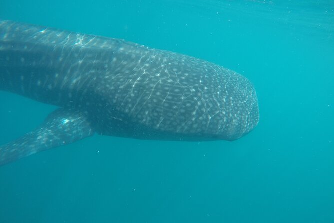 Snorkel Tour with Whale Shark in La Paz - Is $131.43 a fair price?