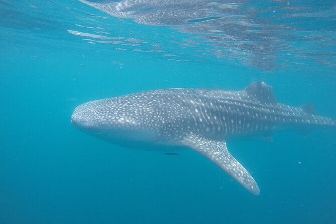 Snorkel Tour with Whale Shark in La Paz - Who should book this whale shark tour?