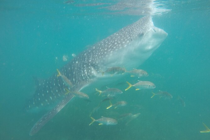 Snorkel Tour with Whale Shark in La Paz - The boat ride past El Mogote