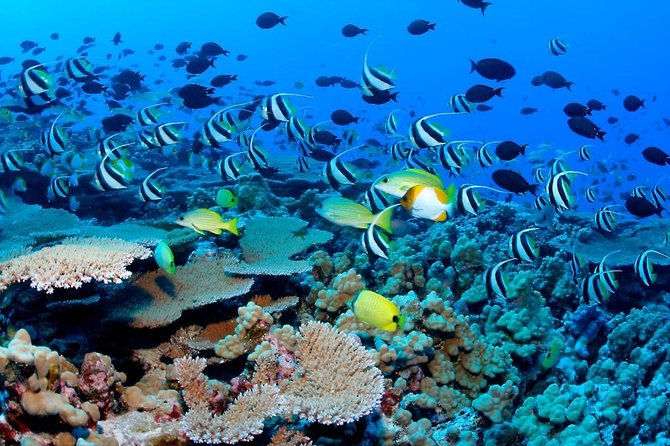 Snorkeling Adventure in Puerto Morelos Includes snack, Water and Round Trip. - Tequila and Mayan culture, with a sales pitch attached