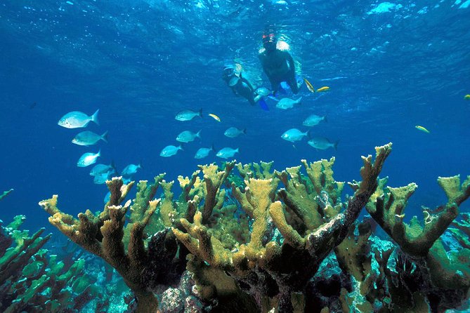 Snorkeling Adventure in Puerto Morelos Includes snack, Water and Round Trip. - What the National Reef Park is really like
