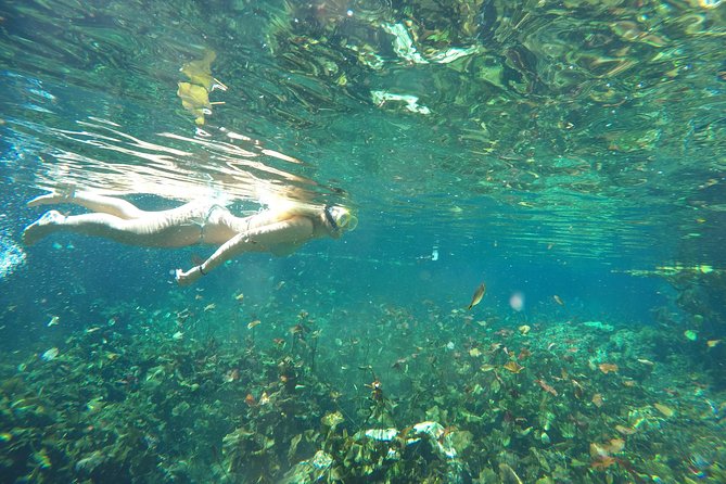 Snorkeling Adventure Tour Reef & Cenote - Open water, mangroves, and the other cenote settings