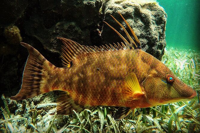 Snorkeling Guided Activity in Puerto Morelos Mexico - Key points to know before you book