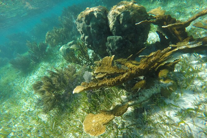 Snorkeling Guided Activity in Puerto Morelos Mexico - What the equipment and reef rules mean for you