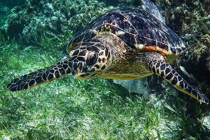 Snorkeling Guided Activity in Puerto Morelos Mexico - Turtles, barracuda, and the character of the marine life