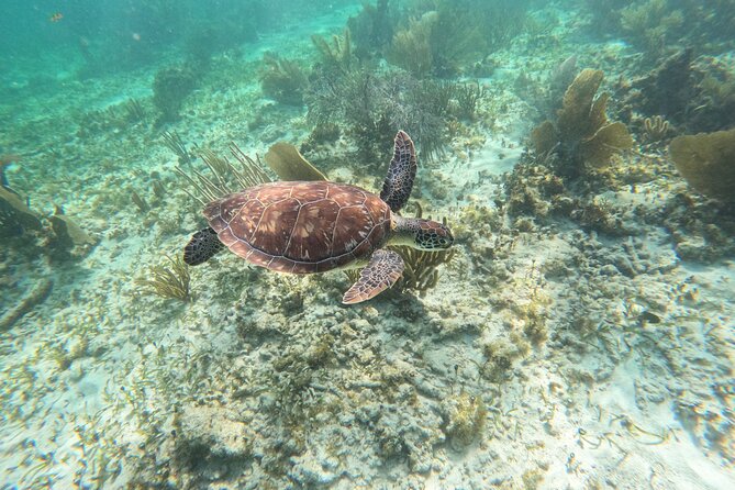 Snorkeling Guided Activity in Puerto Morelos Mexico - Meeting at the leaning lighthouse in Puerto Morelos
