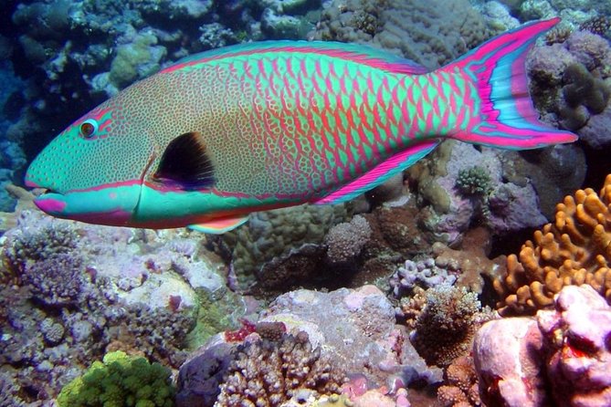 Snorkeling in Puerto Morelos - Two reef stops in the Puerto Morelos Biosphere