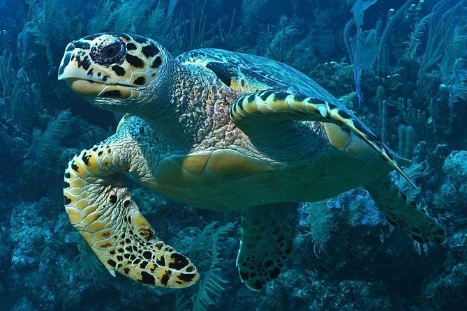 Snorkeling in Puerto Morelos - Why the small groups matter in the water