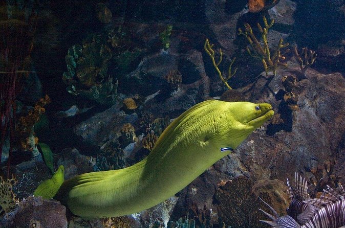 Snorkeling in Puerto Morelos - Wildlife sightings are exciting, but never guaranteed