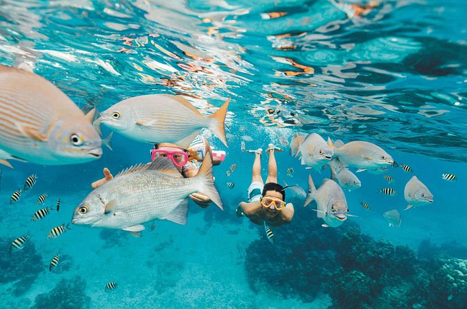 Snorkeling in Puerto Morelos - Equipment, sunscreen, and preparation