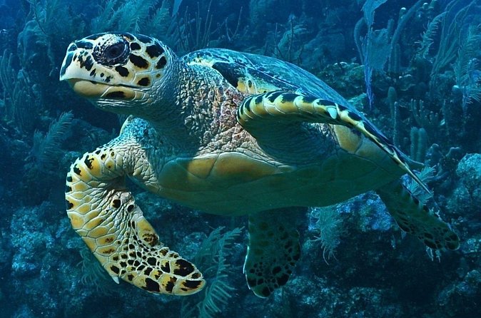 Snorkeling in Puerto Morelos - How the price compares with larger reef packages
