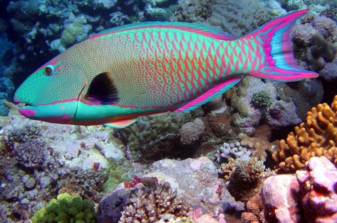 Snorkeling in Puerto Morelos - Who will enjoy this Puerto Morelos snorkel trip