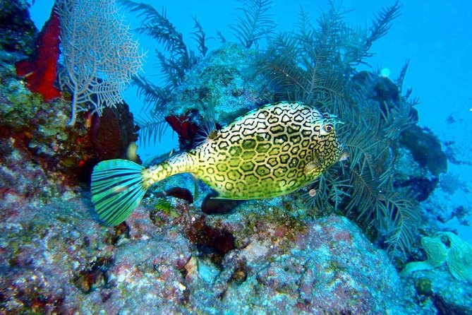Snorkeling in Puerto Morelos - What the boat ride and beach meeting point are like