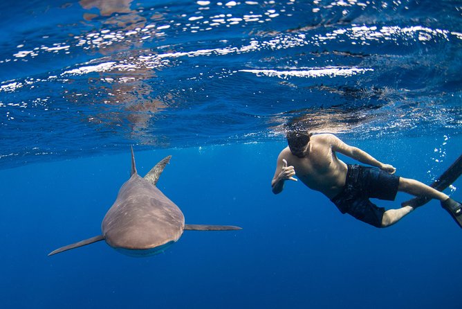 Snorkeling or Swimming with Sharks in Cabo San Lucas - Quick facts before you book