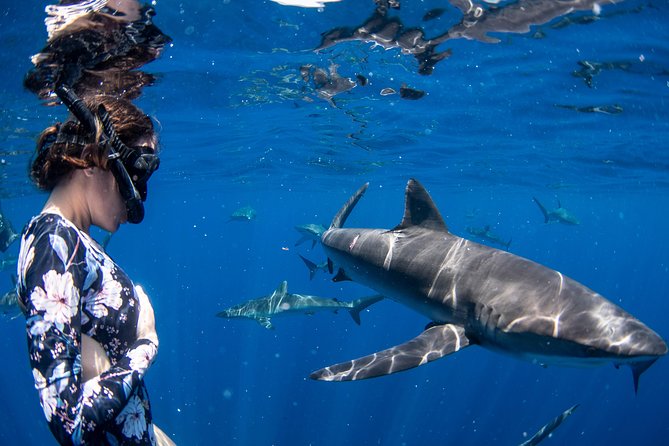 Snorkeling or Swimming with Sharks in Cabo San Lucas - What this Cabo shark trip is really about