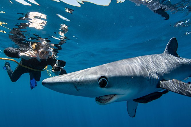 Snorkeling or Swimming with Sharks in Cabo San Lucas - Which shark you might see