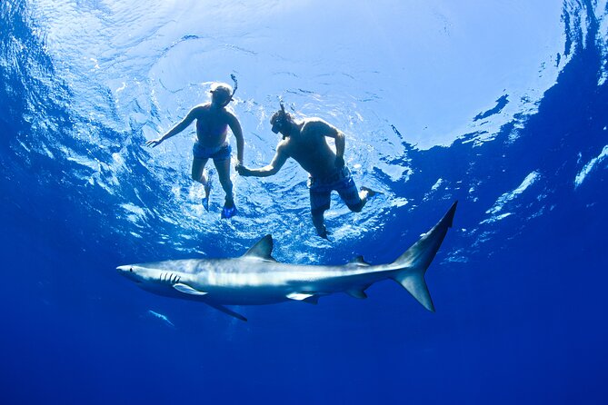 Snorkeling or Swimming with Sharks in Cabo San Lucas - The honest risk of a sharkless day