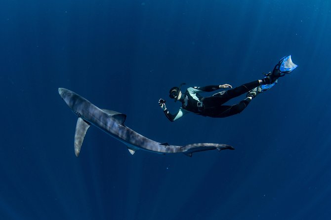 Snorkeling or Swimming with Sharks in Cabo San Lucas - Why seasickness preparation matters